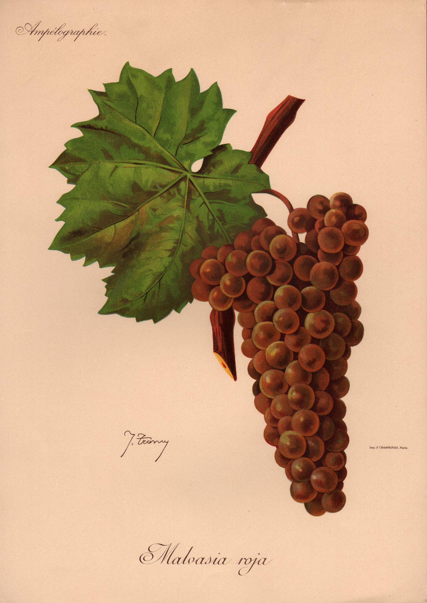 Malvasia Roja Wein